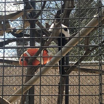 Micke Grove Zoo - black and white ruffed lemur...with his nemo plushie - Zoos Near Me - Lodi, California Micke Grove Zoo - black and white ruffed lemur...with his nemo plushie - Zoos Near Me - Lodi, California