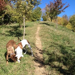 Fido Field - Jordy and Clay destroying (instead of fetching) balls at Fido Field!
