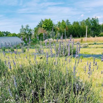 Glen Allen Greenhouse - I saw a few bee friends around the lavender. - Gift Shops Near Me - Glen Allen, Virginia