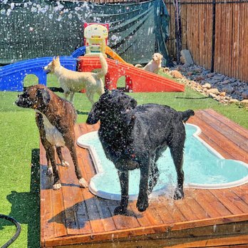 Bark N Lounge Daycare & Boarding - A shot from Lola's Labor Day Pool Pawty. - Pet Groomers Near Me - Keller, Texas Bark N Lounge Daycare & Boarding - A shot from Lola's Labor Day Pool Pawty. - Pet Groomers Near Me - Keller, Texas