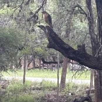McAllister Park - Hawk @ McAllister Park - Parks Near Me - San Antonio, Texas