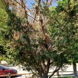 Dying tree in front yard