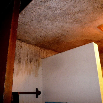 Mold Growing On The Walls And Ceiling Before Treatment Yelp