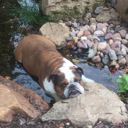 Bubeck & Associates - Ellie relaxing in the waterfall