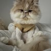 Le Pitou Boutique gift card