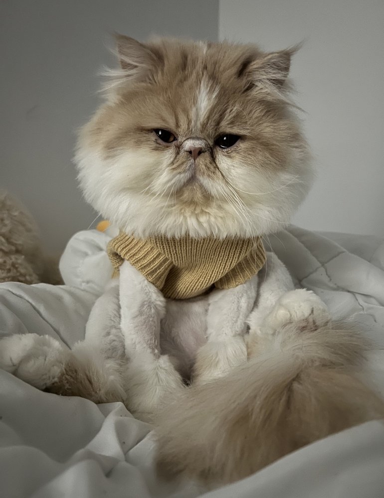Le Pitou Boutique Image