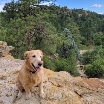 Dimov Tax - I don't have a picture of Mr Dimov so here is a picture of my service dog - Tax Services Near Me - Austin, Texas Dimov Tax - I don't have a picture of Mr Dimov so here is a picture of my service dog - Tax Services Near Me - Austin, Texas
