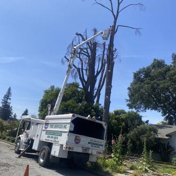 H&M Tree Service - Tree Services Near Me - Gilroy, California H&M Tree Service - Tree Services Near Me - Gilroy, California