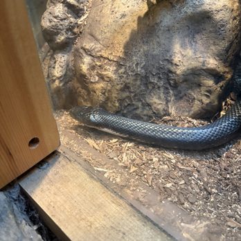WNC Nature Center - Zoos Near Me - Asheville, North Carolina WNC Nature Center - Zoos Near Me - Asheville, North Carolina