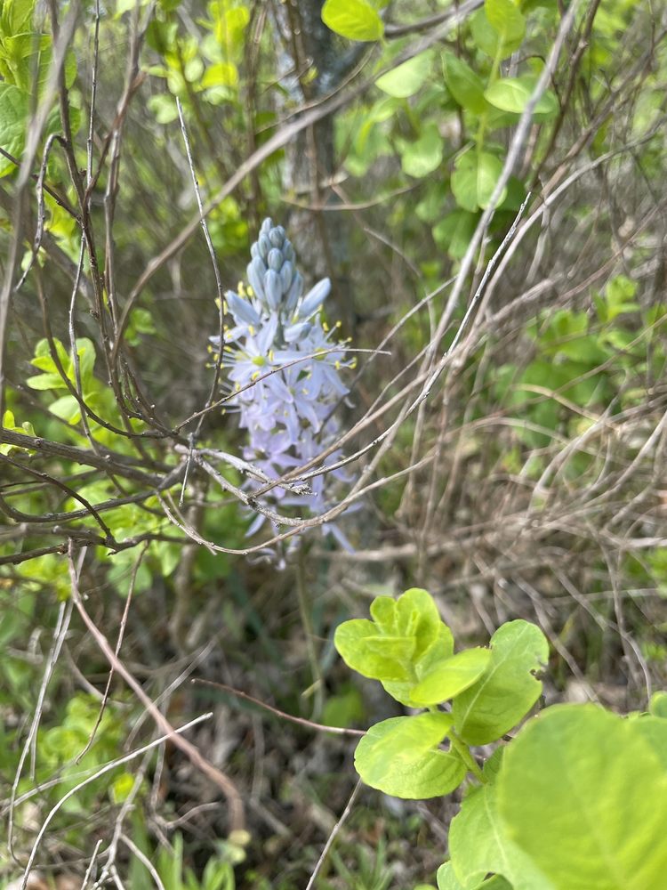 PILOT KNOB CONSERVATION AREA Updated September 2024 12 Photos