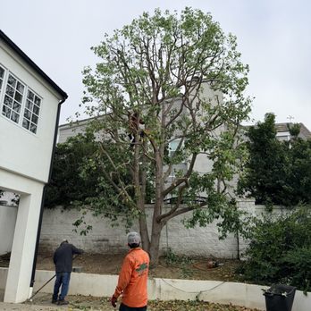Orange County Tree Services - Tree Services Near Me Orange County Tree Services - Tree Services Near Me