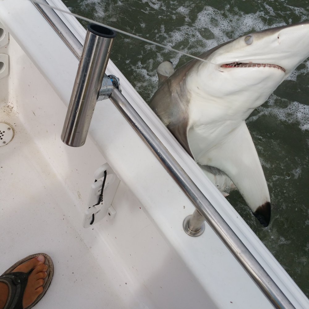 Megabite Charters - Nice blacktip shark that bit thru the line just before we got him on board. - Fishing Near Me - Hilton Head Island, South Carolina