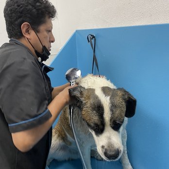 The Handsome Dog - Cujo- his first professional wash. (I have always done it in our tub. Thanks for saving my plumbing) - Pet Groomers Near Me - Riverside, California The Handsome Dog - Cujo- his first professional wash. (I have always done it in our tub. Thanks for saving my plumbing) - Pet Groomers Near Me - Riverside, California