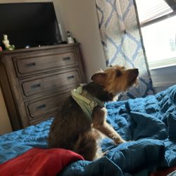 Little Paws Pet Spa - Bedroom