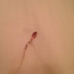 Festiva Hospitality Group - Killed bed bug