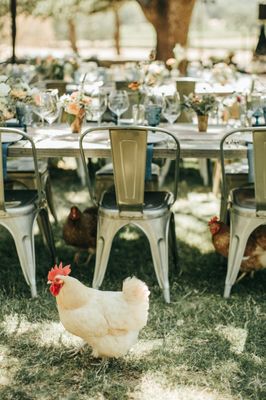 Beltane Ranch by null