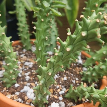 Rolling Ridge Nursery - Nurseries & Gardening Near Me - Webster Groves, Missouri