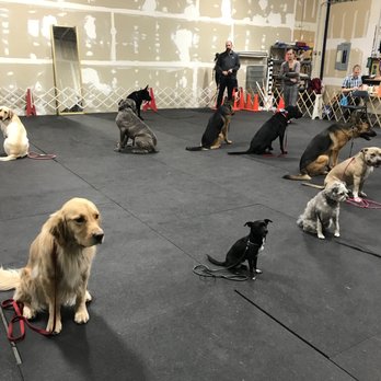 Precision K-9 - Stay Practice - Pet Training Near Me - Columbus, North Carolina Precision K-9 - Stay Practice - Pet Training Near Me - Columbus, North Carolina