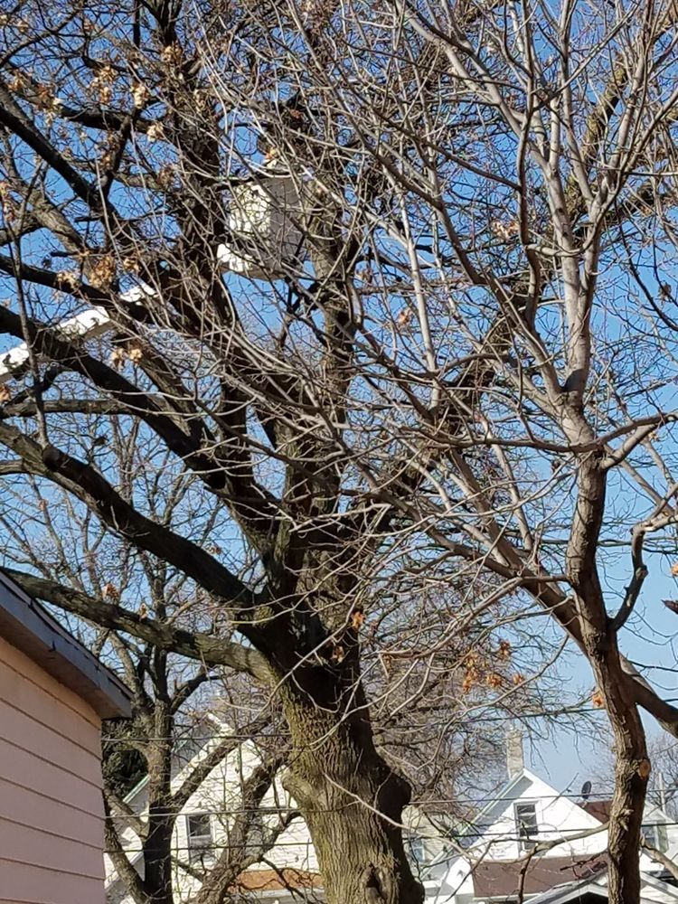 River City Tree Expert - tree service in Omaha, NE