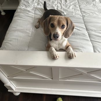 Suds and Bubbles Laundry Services - SNOOP DOG - Laundromat Near Me - Chino, California