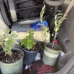 Sanchez Nursery - Raspberry and olives