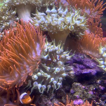 Downtown Aquarium - Exhibit - Museums Near Me - Denver, Colorado Downtown Aquarium - Exhibit - Museums Near Me - Denver, Colorado