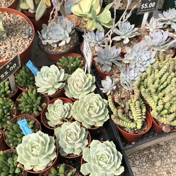 sundream succulents Sedum Minor: A Unique and Easy-Care Succulent With A Touch of Elegance 2 inch / Bamboo Pot by Succulents Box