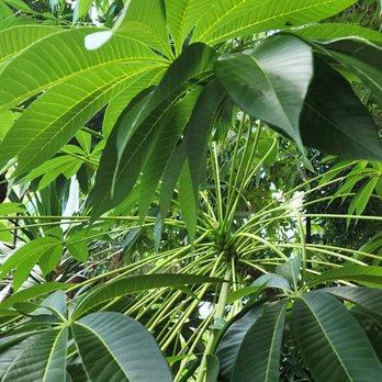 Rainforest Pyramid - Botanical Gardens Near Me - Galveston, Texas Rainforest Pyramid - Botanical Gardens Near Me - Galveston, Texas