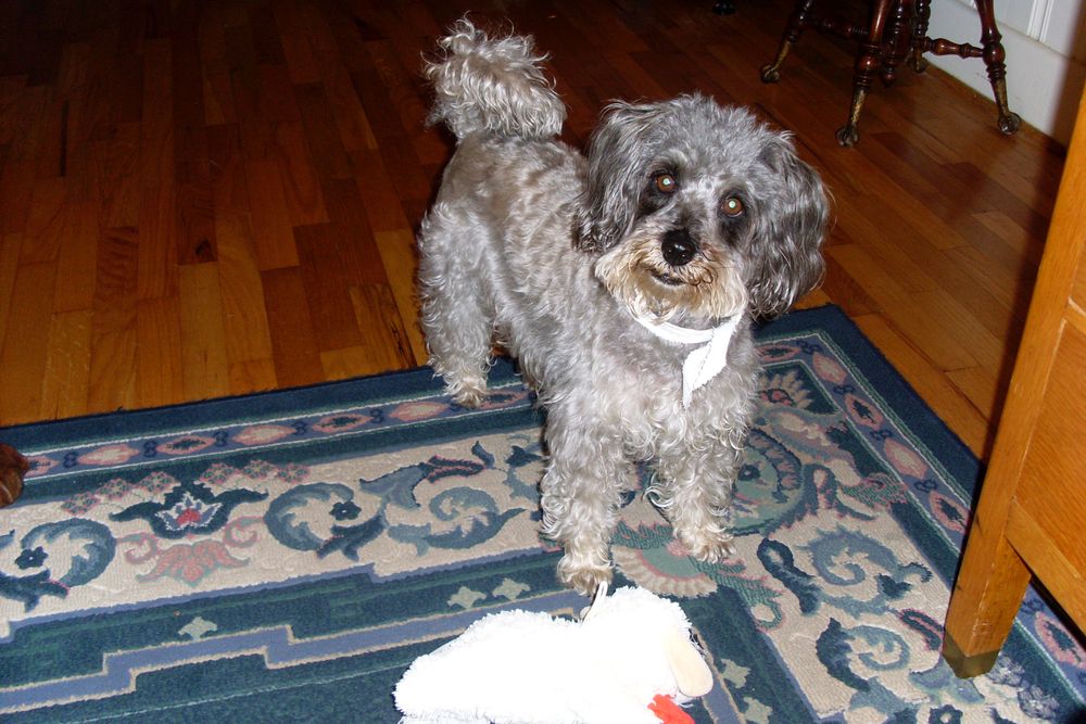 Brunswick Animal Hospital Image