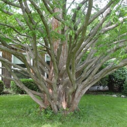 Allen Ave Unitarian Universalist Church - Our Dawn Redwood tree.