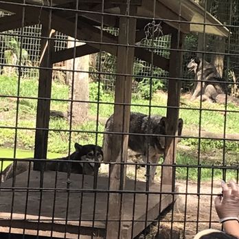 Jungle Adventures - Wolves - Tours Near Me - Christmas, Florida Jungle Adventures - Wolves - Tours Near Me - Christmas, Florida