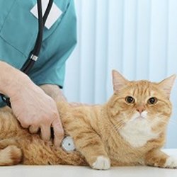 Bloomfield Animal Hospital