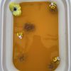 Sensory Play Date gift card