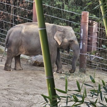 Smithsonian National Zoological Park - Elephants - Zoos Near Me - Washington, DC, District of Columbia Smithsonian National Zoological Park - Elephants - Zoos Near Me - Washington, DC, District of Columbia
