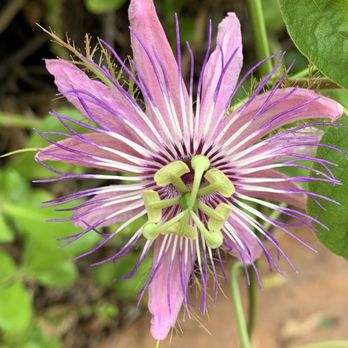 KO OLINA LAGOON 4 - Updated January 2026 - 1827 Photos & 124