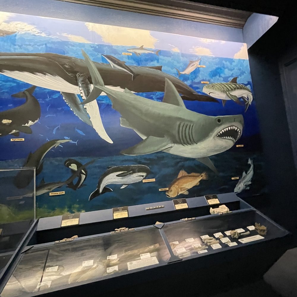 Aurora Fossil Museum - Museums Near Me - Aurora, North Carolina