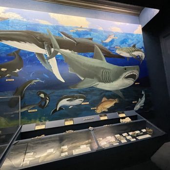Aurora Fossil Museum - Museums Near Me - Aurora, North Carolina