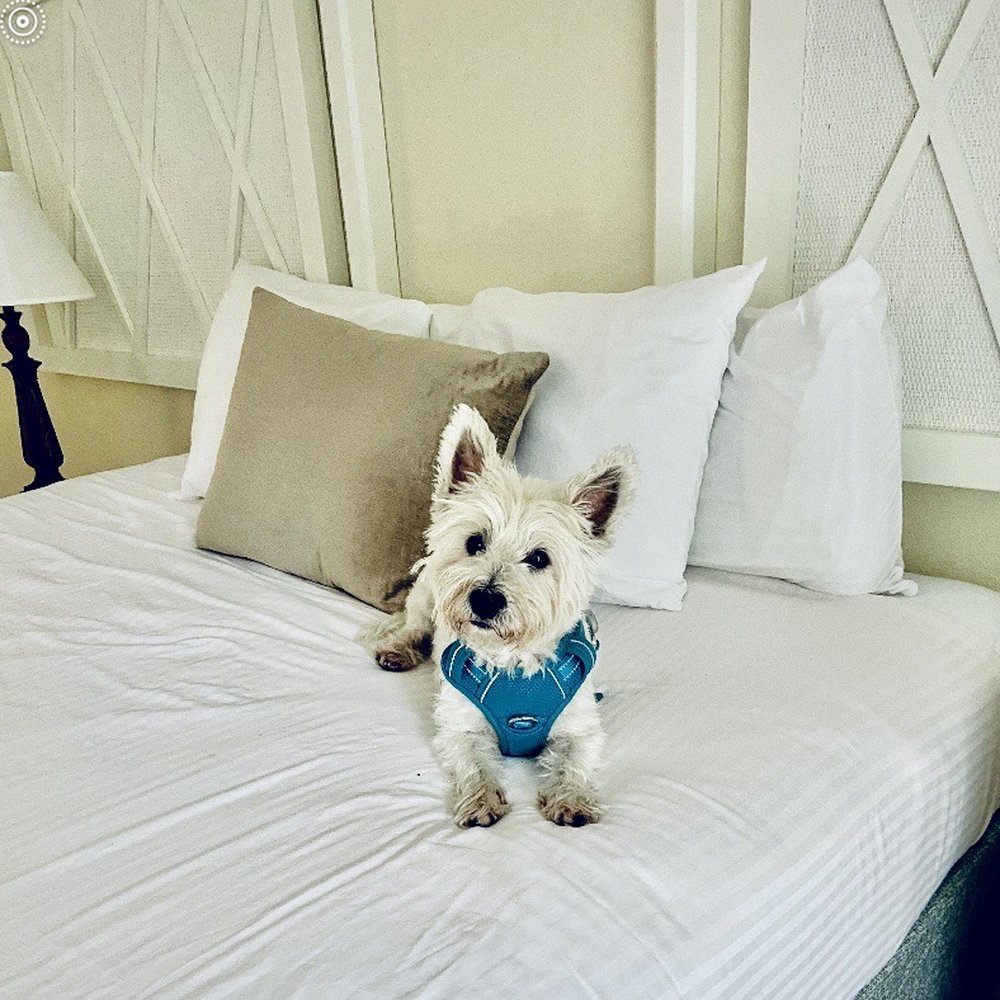 West Wind Inn - Our pup getting into vacay mode - Hotels Near Me - Sanibel, Florida West Wind Inn - Our pup getting into vacay mode - Hotels Near Me - Sanibel, Florida