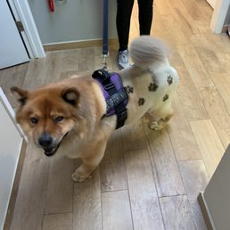 Brutus got paw prints tattooed on for his 10th birthday