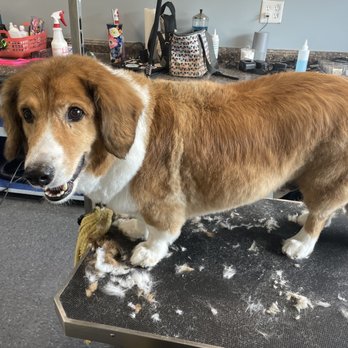 Perfect Paws Parlor - Pet Groomers Near Me - Schenectady, New York
