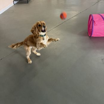 Pup - Pet Groomers Near Me - San Juan Capistrano, California Pup - Pet Groomers Near Me - San Juan Capistrano, California