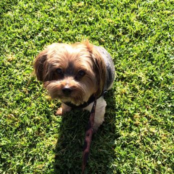 Serenity Pet Grooming - Pet Groomers Near Me - Pomona, California Serenity Pet Grooming - Pet Groomers Near Me - Pomona, California