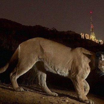 Mountain Lion Foundation - P-22 in front of the Hollywood sign. - Community Service/Non-Profit Near Me - Sacramento, California Mountain Lion Foundation - P-22 in front of the Hollywood sign. - Community Service/Non-Profit Near Me - Sacramento, California