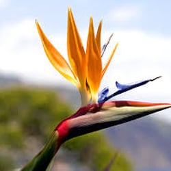 Bird Of Paradise Spa