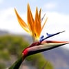 Bird Of Paradise Spa gift card
