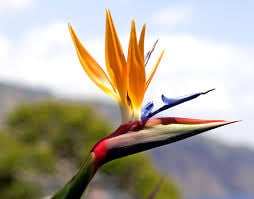Bird Of Paradise Spa Logo