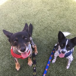 Two happy pups!