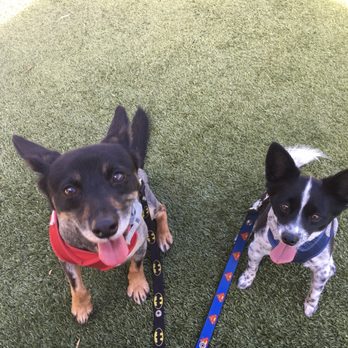 Green Dog Kennels - Two happy pups! - Pet Boarding Near Me - San Antonio, Texas