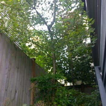 Urban Arborist - Before Urban Arborist - Tree Services Near Me - Seattle, Washington Urban Arborist - Before Urban Arborist - Tree Services Near Me - Seattle, Washington