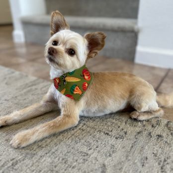 Happy Spa Dogs Mobile Grooming - Pet Groomers Near Me